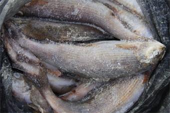 Ветинспекция заявила о законности действий c 85 тоннами рыбы ООО «Меридиан»