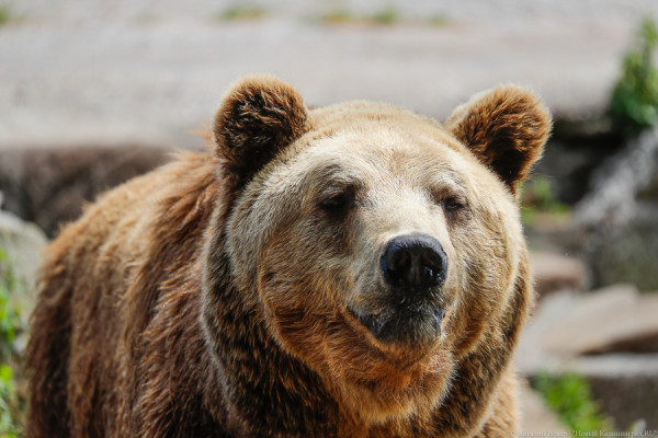 Медведица Настя в Калининградском зоопарке вышла из спячки, поела морковку и снова уснула (видео)