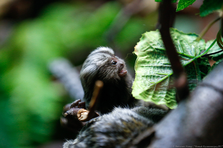 Само очарование: «фотосессия» семейства игрунок в Калининградском зоопарке 