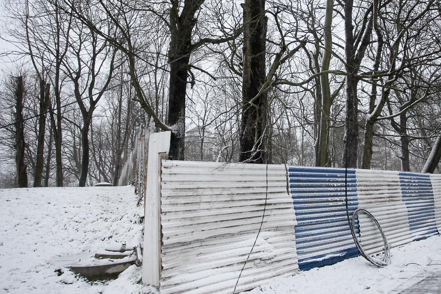 В Калининграде упавшее во время урагана дерево заблокировало движение по ул. Невского (фото)  