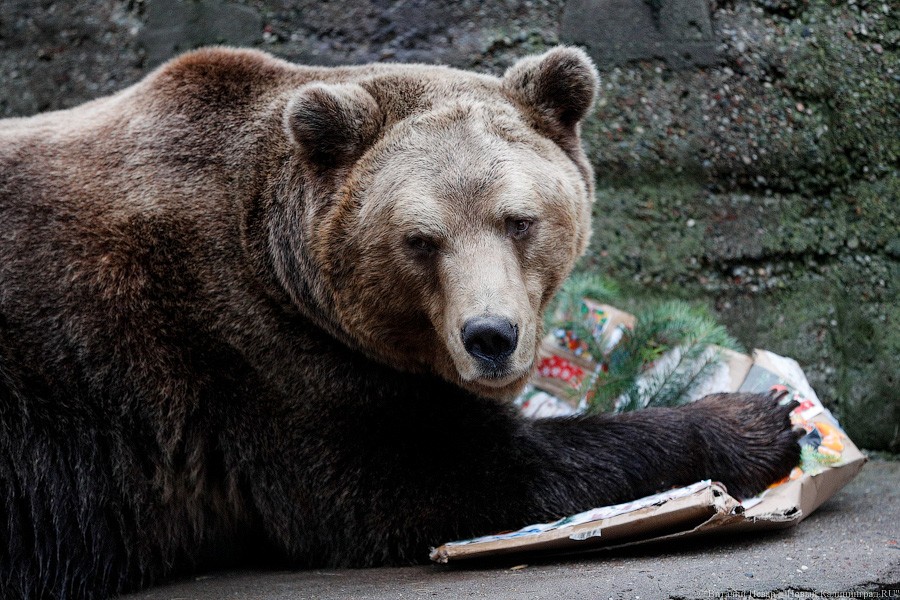 Сюрпризы для зверей: в зоопарке поздравили животных с Новым годом (фото)