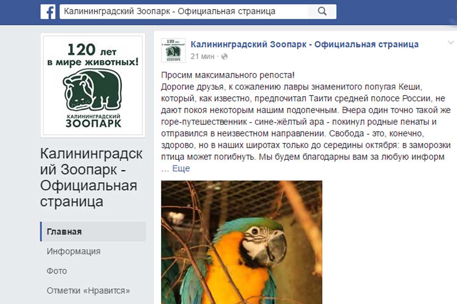 Из Калининградского зоопарка сбежал попугай ара