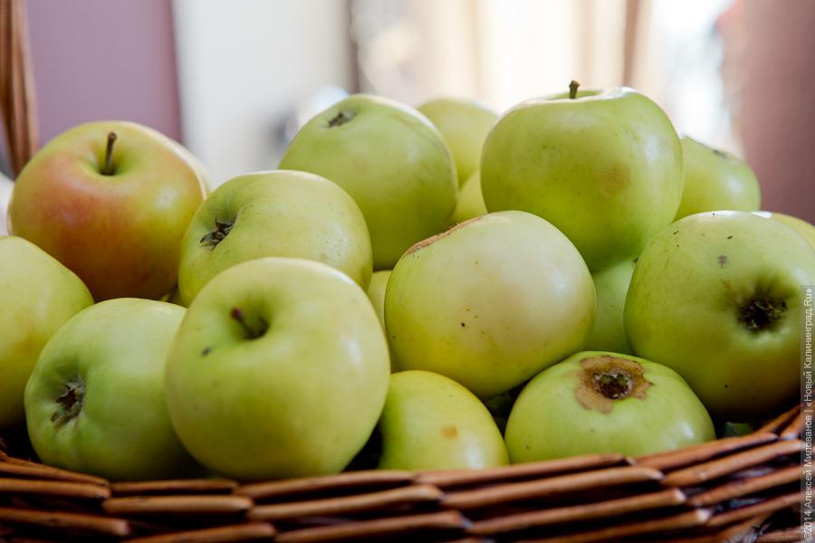 Спасу нет: как прошел благотворительный фестиваль шарлотки