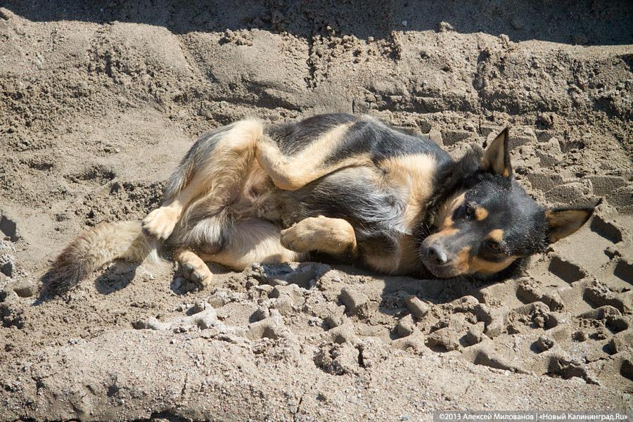 С собакой-улыбакой: Ярошук вновь пообещал завершить реконструкцию набережной Верхнего озера