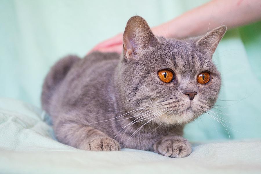 Хозяйка домашнего приюта в Светлогорске: «Мои животные не воют, не лают»