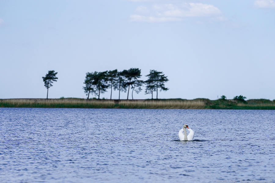 Калининградцу грозит срок за ловлю судака сетями в Приморской бухте 