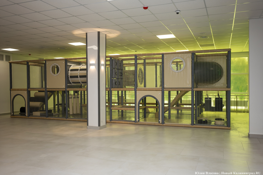 От дрона до 3D-принтера: в Калининграде открылась «школа для школы» на Каштановой аллее (фото)