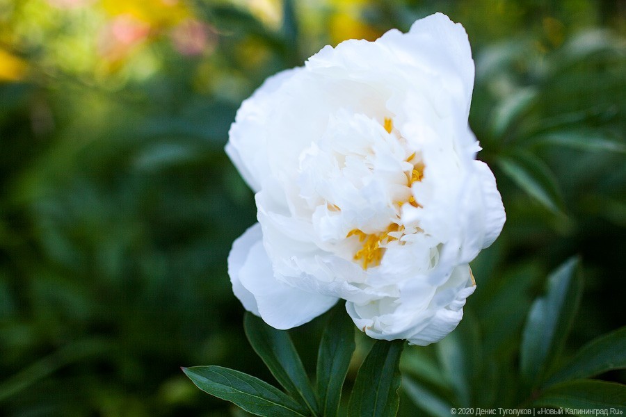 Розовое цветение: Ботанический сад открылся для посетителей (фото)