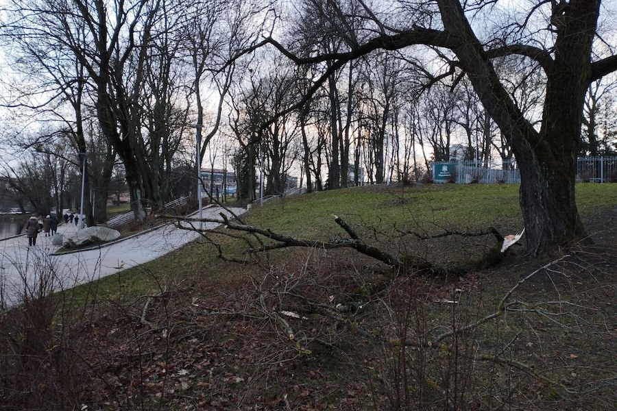 Столбы, деревья, указатели: последствия шторма в Калининграде (фото)