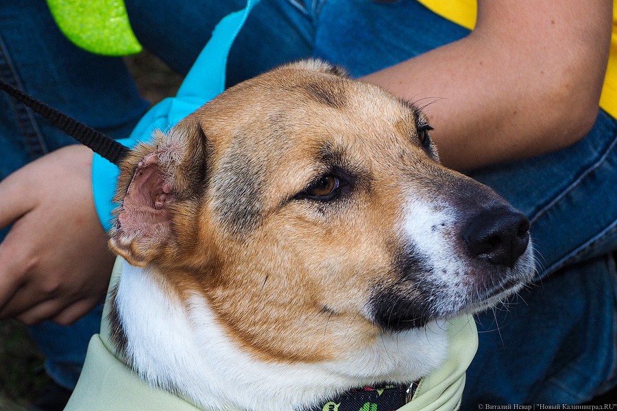 Подари мне дом: на Верхнем озере организовали выставку бездомных животных