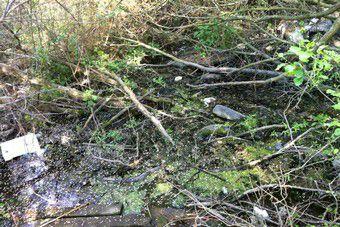 Прокуратура требует взыскать с «Продуктов питания» 33 млн за загрязнение р. Лесной