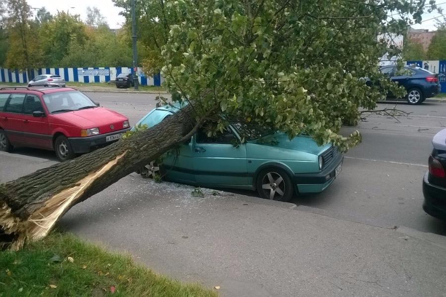 В Калининграде на припаркованный «Фольксваген» упало дерево (фото)
