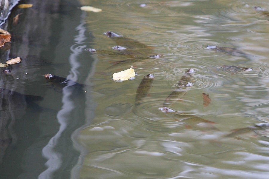 Двое безработных жителей области попали под статью за незаконную рыбалку 