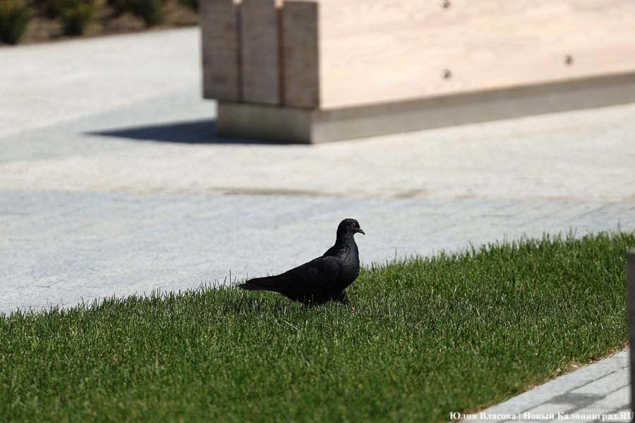 На площади у Дома искусств завершается благоустройство. Вот как она выглядит (фото)