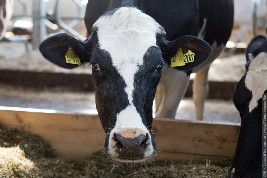 Голштино-фризская «карусель»: в Полесском районе открылся новый молочный комплекс (фото)