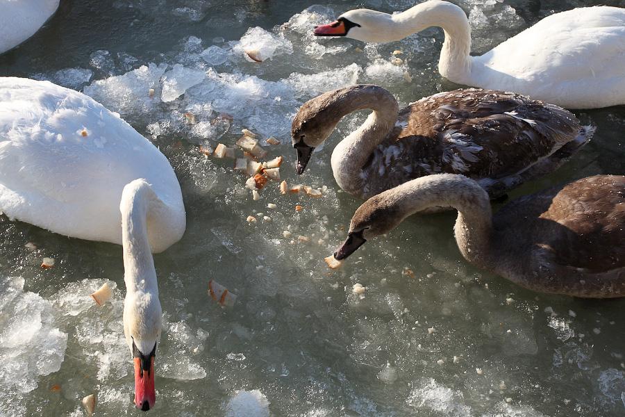 Сотня белых лебедей: как в Балтийске поддерживают замерзающих птиц