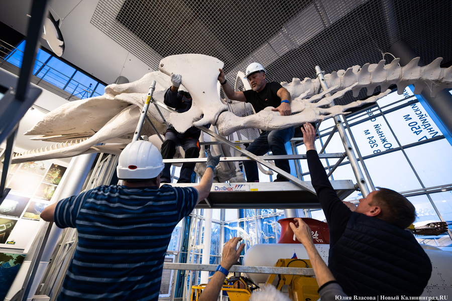 Первый «обитатель» «Планеты Океан»: скелет кашалота переезжает из «Глубины» (фото)