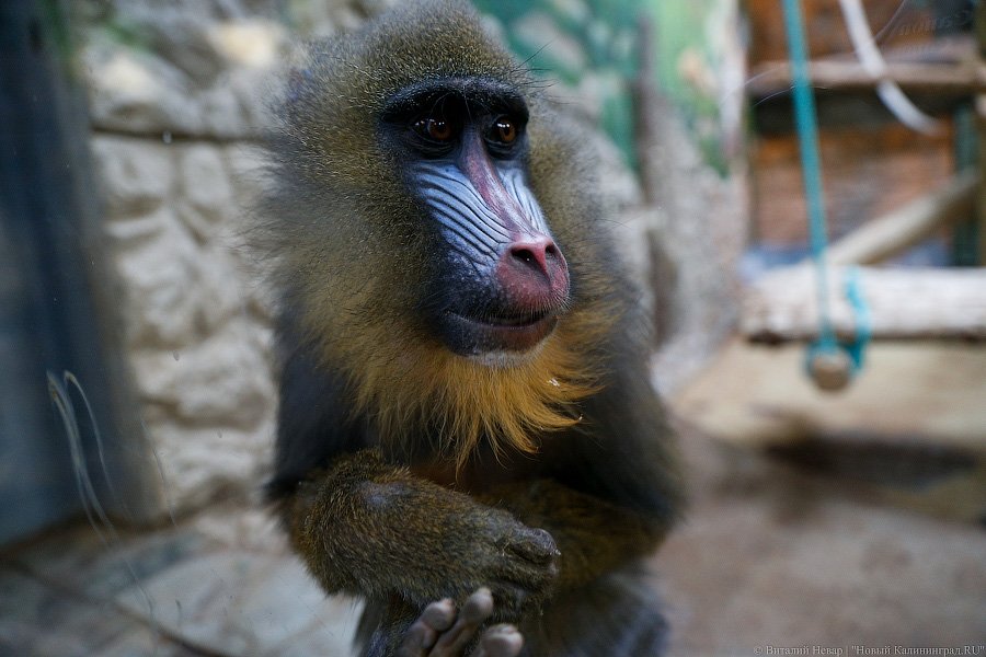 Варяг из Дании: в Калининградском зоопарке поселился орангутан Бенджамин