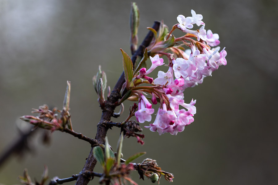 Весна в городе: посмотрите, как зацвёл Ботанический сад (фото)