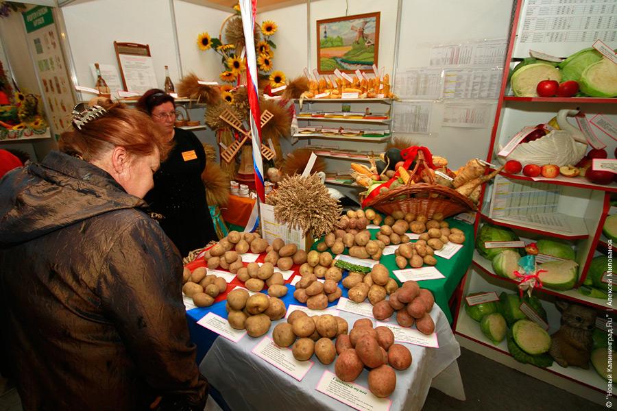 "Агропром-2010": фоторепортаж "Новый Калининград.Ru"