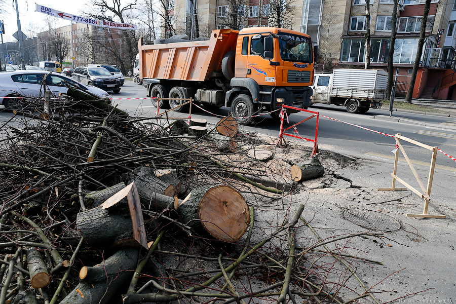 На улице Невского провалился тротуар — и в провал рухнуло дерево (фото)