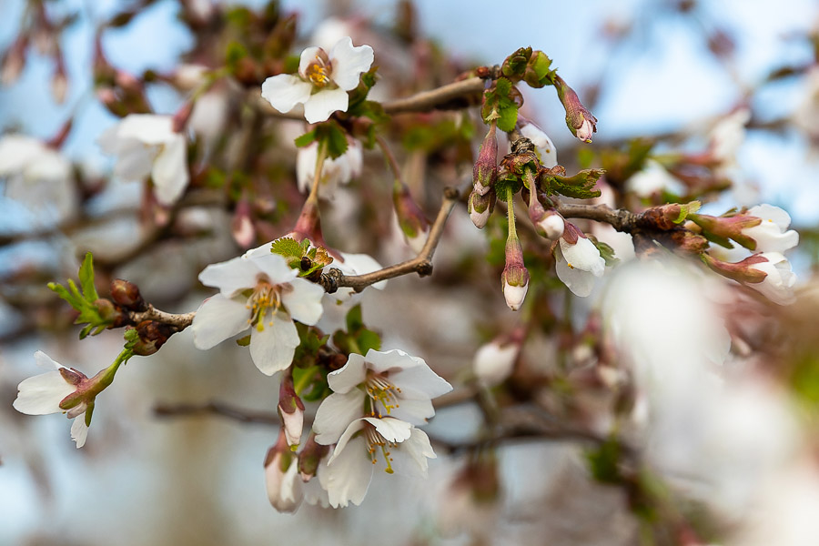 Погода в Калининградской области 3 апреля 