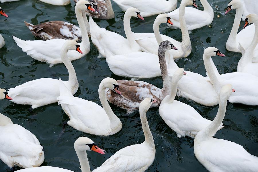 Военно-морской лебедь: зимовка птиц в Балтийске (фото)