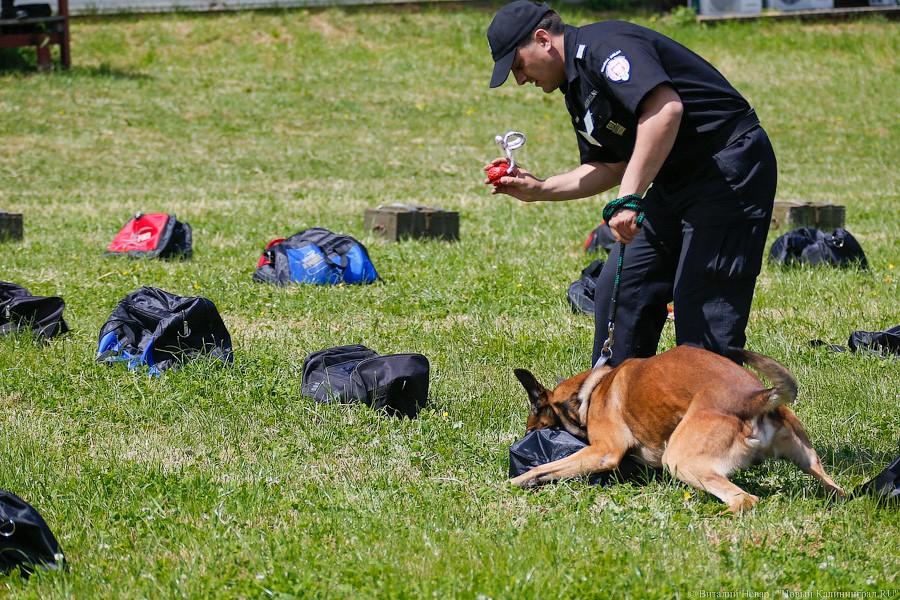 Пёс Барбос и наркокросс: под Калининградом прошли соревнования кинологов