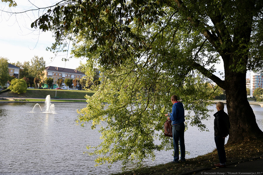 Власти Калининграда прописали, на какой высоте над тротуаром должны быть ветки