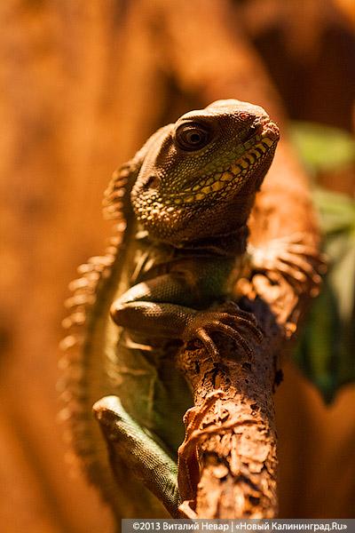 «Зов джунглей»: фоторепортаж с открытия первого калининградского экзотариума