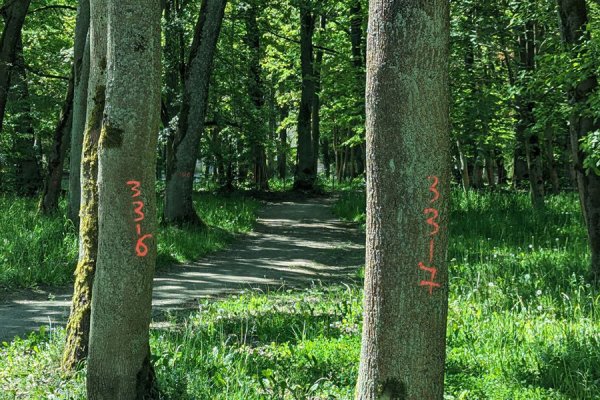 В парках Калининграда проводят «оцифровку» деревьев (фото)