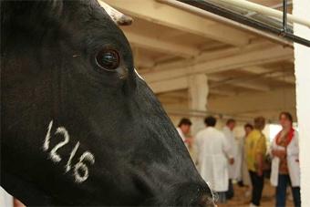 Россия ввела ограничения на ввоз скота из Европы
