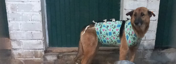 Вечерний @Калининград: собачья жизнь, скандал в «Нашем доме» и реалии Балткосы