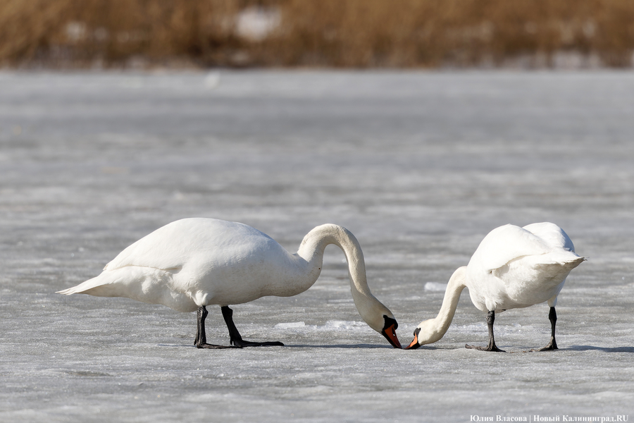 Мартовский «курлык»: в Калининградскую область вернулись журавли (фото)