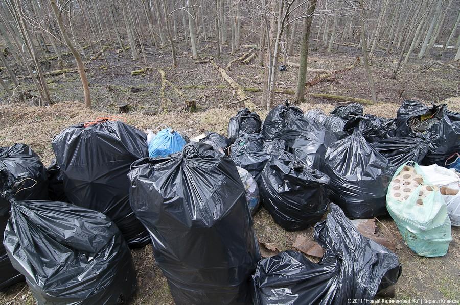 "Чистый лес: 115 на 40": фоторепортаж "Нового Калининграда.Ru" 