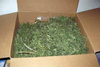 Полицейские в ходе «контрольной закупки» приобрели у наркоторговца полкило марихуаны