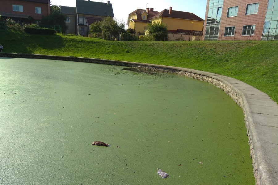 Калининградцы вновь жалуются на мертвых уток в Верхнем озере