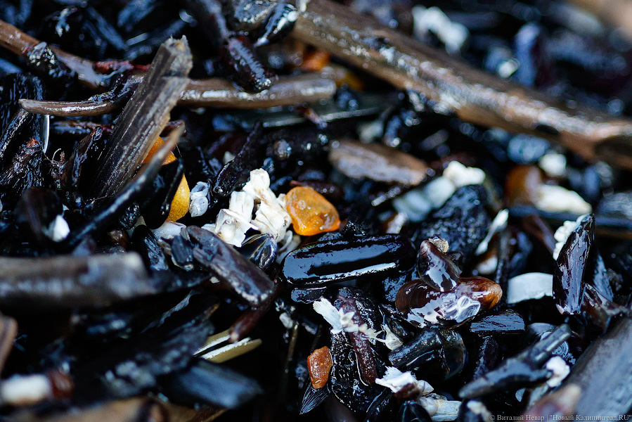 Лучшее время: как в Пионерском ловят янтарь после шторма (фото)