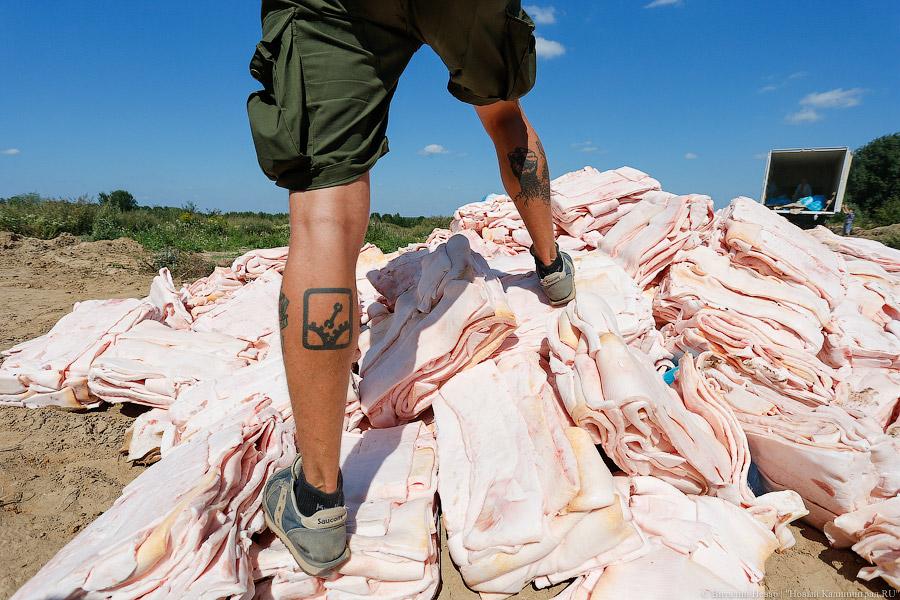 Похороны сала: как под Калининградом санкционную еду уничтожали