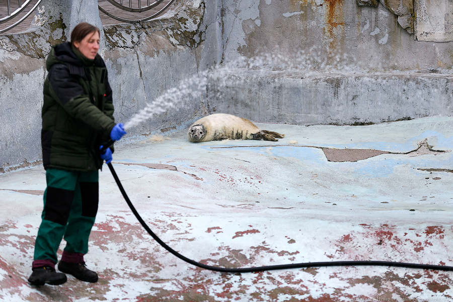 Мама, это я: в Калининградском зоопарке родились три тюлененка