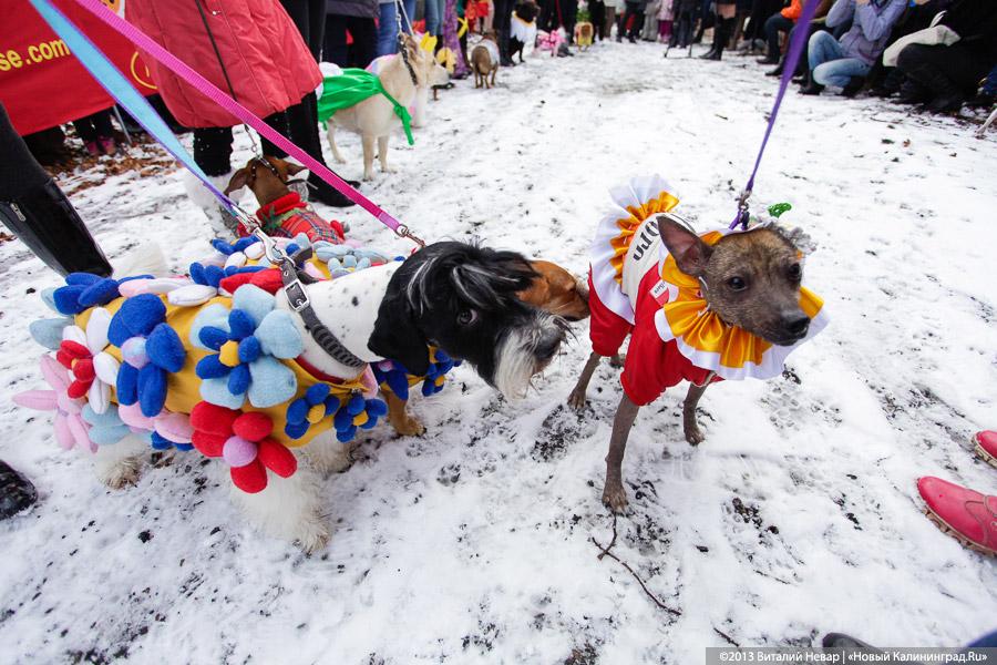 «Праздник для собак»: фоторепортаж из Ботанического сада