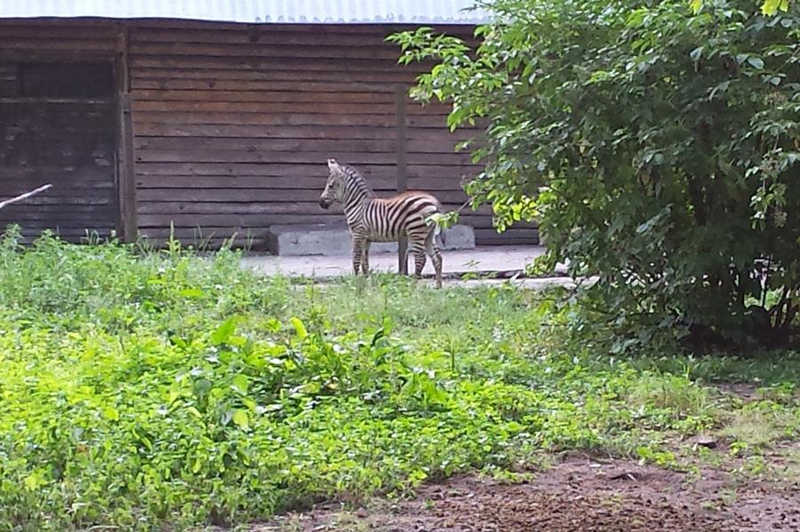 В Калининградском зоопарке родилась зебра (фото)