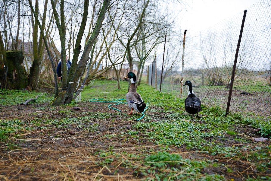 «Боосбан нас отрезал»: жизнь поселка Матросово рядом с Приморским кольцом