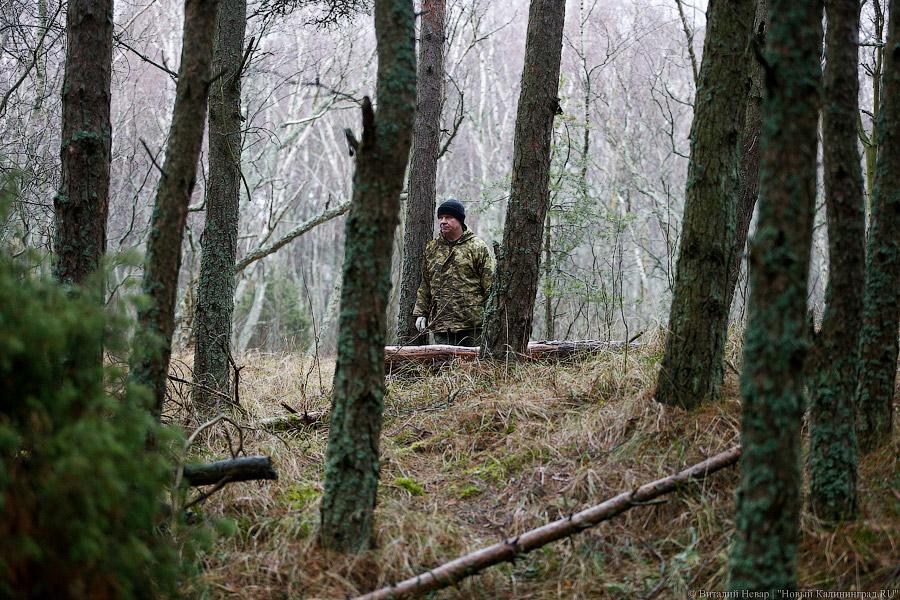 На ловца и лось бежит: как на Куршской косе зверей считали (фото)