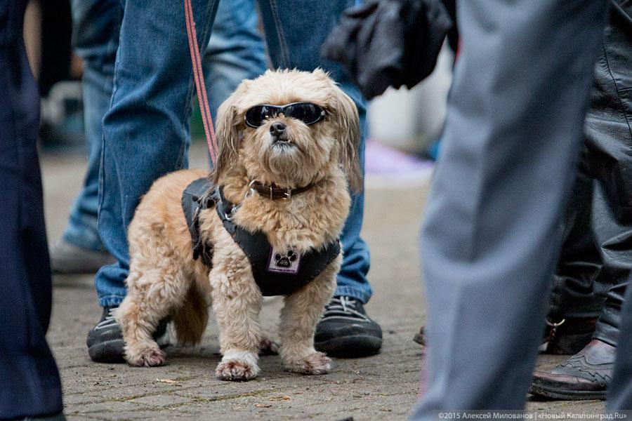 Организованной толпой: открытие мотосезона-2015 (фото)