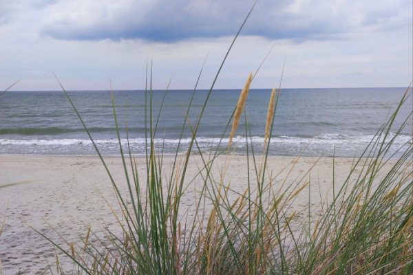 На Куршской косе в «Танцующем лесу» впервые появился интернет
