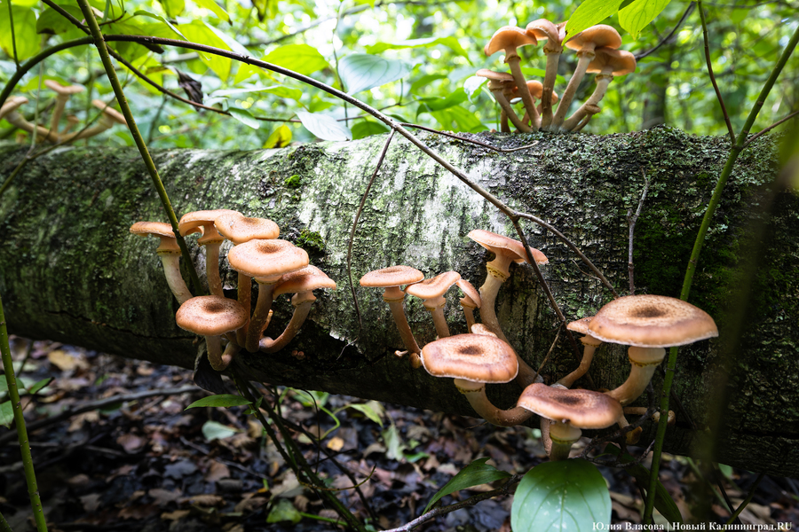 Они пошли: фоторепортаж с открытия «тихой охоты» в Калининградской области (фото)
