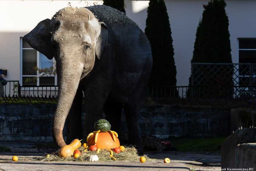 12 октября: слонихе Преголе исполнилось 54 года