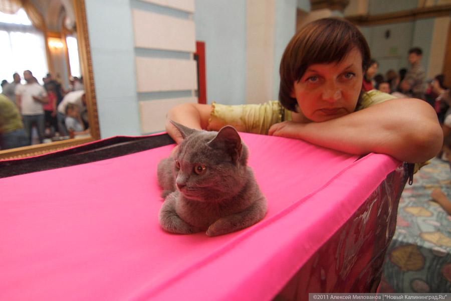 "Купи кота": фоторепортаж "Нового Калининграда.Ru"