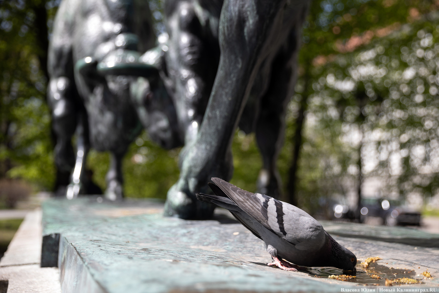 «Быки» и «младенцы»: в Калининграде начался сезон фонтанов (фото)